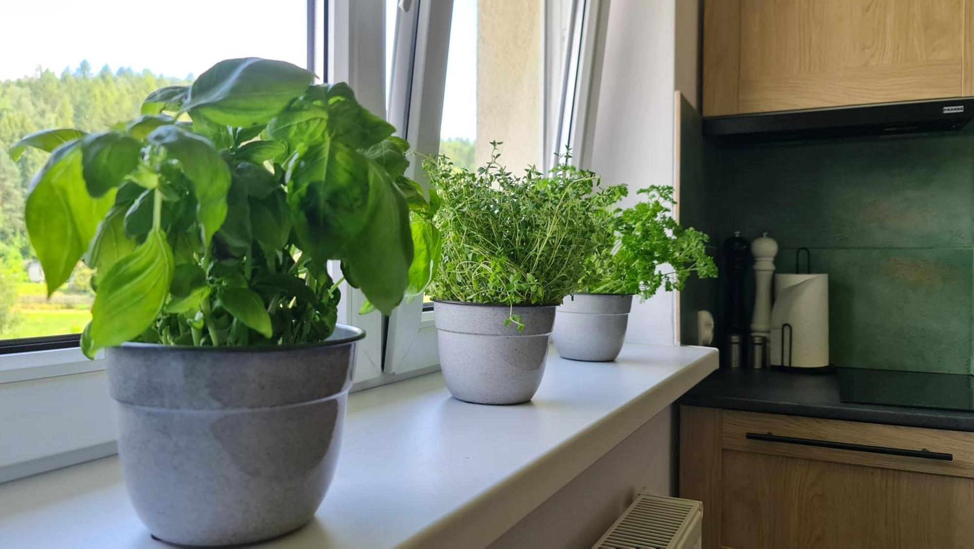 Szumia Plaziny Apartment Muszyna Bagian luar foto